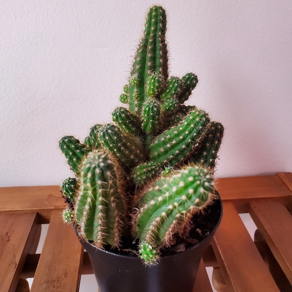 Other - 🌱FINAL Peanut Cactus Echniopis chamaecereus